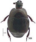 Miniatura para Saprinus artensis