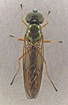 Sargus bipunctatus