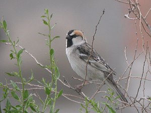 Saxaul Sparrow.jpg