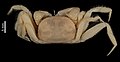 Scalopidia spectabilis (MNHN-IU-2013-507) 001.jpeg