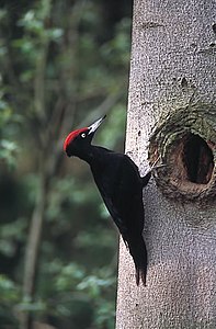 Spessart means "woodpecker forest"