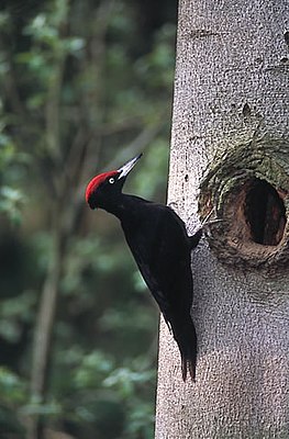 Black woodpecker ♂ (Dryocopus martius)