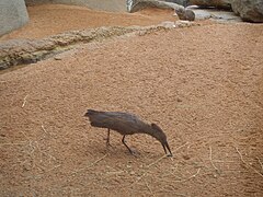 Scopus umbretta (ave martillo) y un damán en Bioparc