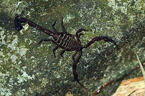 A kép leírása Scorpion (Tityus trinitatis) .jpg.