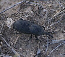 Scyphophorus P1470316a.jpg