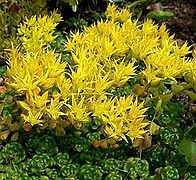 Sedum oreganum