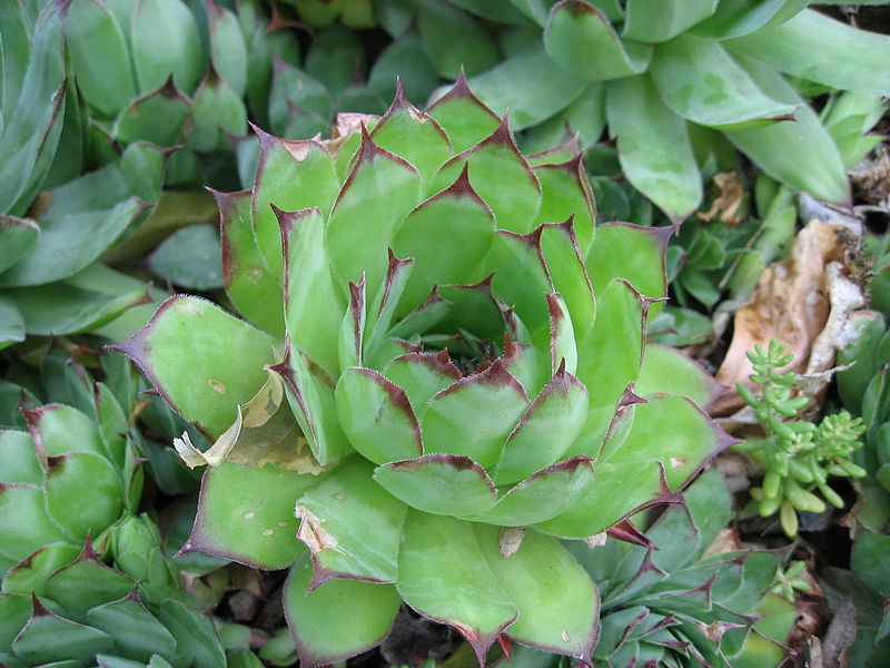 File:Sempervivum tectorum 02 by Line1.jpg