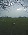Sheep in Antrobus fields - geograph.org.uk - 117.jpg