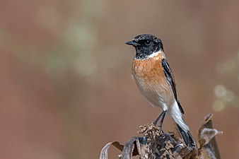 Male (winter)