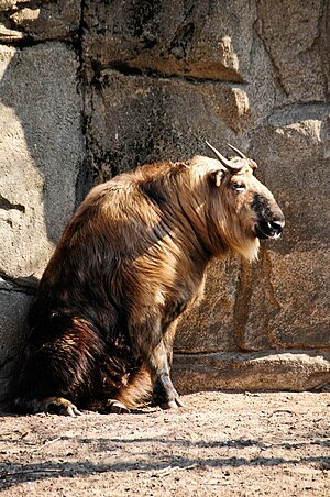 Sichuan Takin, Lincoln Park Zoo, Chicago.jpg