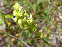 Sideritis chamaedryfolia