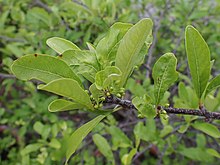 Sideroxylon lanuginosum kz01.jpg