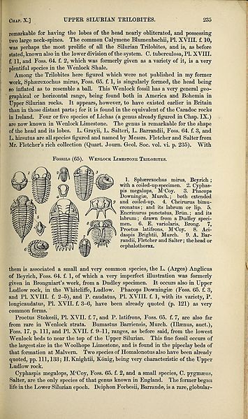 File:Siluria (Page 235) BHL47012503.jpg