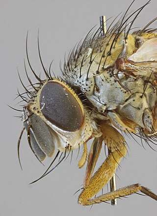 <i>Siphona maculata</i> Species of fly