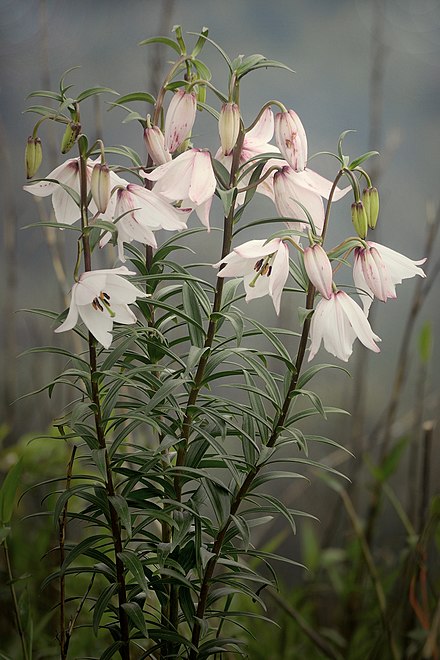 Shirui Lily (Lilium macklineae) blooming inside its world's only habitat Sirohi National Park. Except at this NP, it cannot be grown anywhere on earth, despite multiple attempts of numerous scientists.