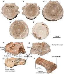 Sisteronia fossils.png