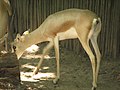 Slender Horned Gazelle.jpg