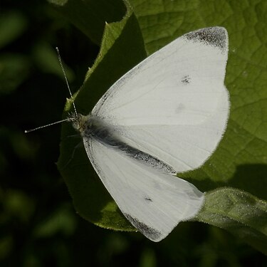 Small Cabbage White (Pieris rapae)