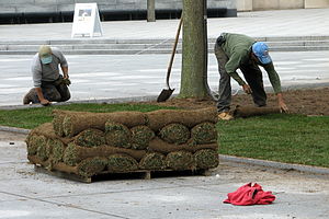 Trawnik: Zespół powiązanych ze sobą systemem korzeniowym traw pospolitych wykorzystywany w celach ozdobnych