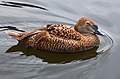 * Nomination King Eider Duck at Weltvogelpark Walsrode. -- Fiorellino 17:44, 26 April 2013 (UTC) Photo has only 2,3 megapixel and for that resolution the level of detail and sharpness is poor. Remarkable noise. --Tuxyso 21:23, 26 April 2013 (UTC) * Decline {{{2}}}