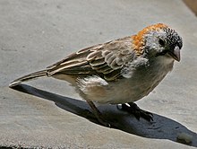 Speckle-fronted Weaver RWD.jpg