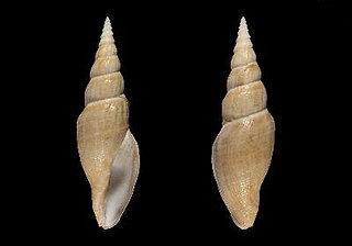 <i>Spergo parunculis</i> Species of gastropod