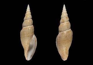 <i>Spergo parunculis</i> species of gastropod