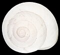 Sphincterochila baetica shell 2.jpg