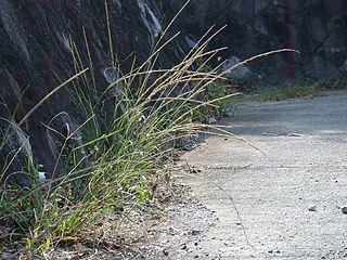 <i>Sporobolus fertilis</i> Species of grass