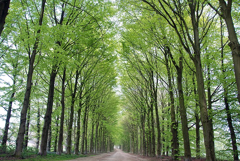 File:Springtime in Holland with nice soft green colours of the beeches at Hoge Erf Arnhem - panoramio.jpg