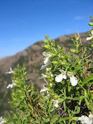 Sticky Ziest (Stachys glutinosa)