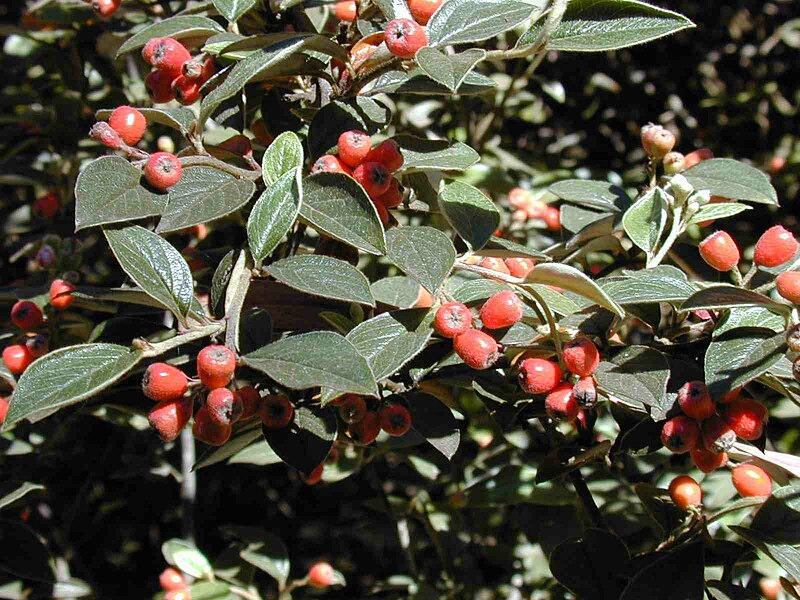 File:Starr 010119-0114 Cotoneaster pannosus.jpg