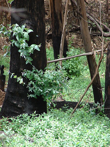 File:Starr 070908-9262 Eucalyptus globulus.jpg