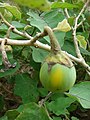 Starr 080610-8270 Solanum melongena.jpg