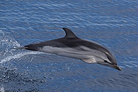 Un Dauphin bleu et blanc sautant hors de l'eau, photographié de profil.