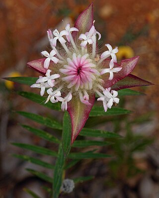 <i>Pimelea spectabilis</i> Species of shrub