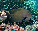 Surgeonfish striat (Ctenochaetus striatus) .jpg