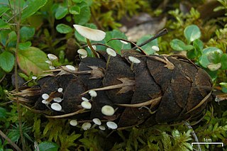 <i>Strobilurus trullisatus</i> Species of fungus