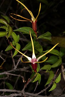 Strophanthus amboensis 1DS-II 3-1560.jpg