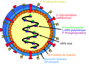 Ghanaian Bat Henipavirus