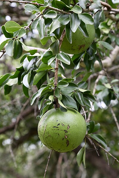 File:Strychnos spinosa (Loganiaceae) (48510710026).jpg