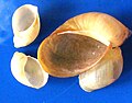 Succinea putris1pl.jpg