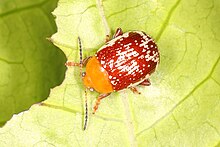 Sumac Flea Beetle - Blepharida rhois, Lake June-in-Winter Scrub State Park, Lake Placid, Florida, December 5, 2021 (52478076940).jpg