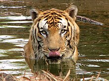 Sumatran tiger Sumatran tiger.jpg