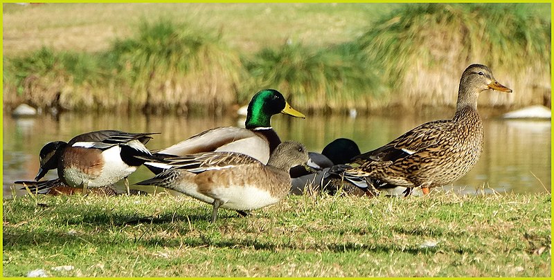 File:Sunrise Ducks, Ford Park 1-19-14 (12226970536).jpg