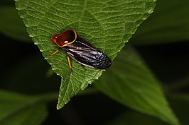 Suracarta tricolor