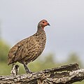 * Nomination Swainson's spurfowl (Pternistis swainsonii) --Charlesjsharp 07:06, 21 July 2024 (UTC) * Promotion  Support Good quality.--Tournasol7 07:16, 21 July 2024 (UTC)