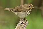 Thumbnail for File:Swainson’s Thrush Tex.jpg