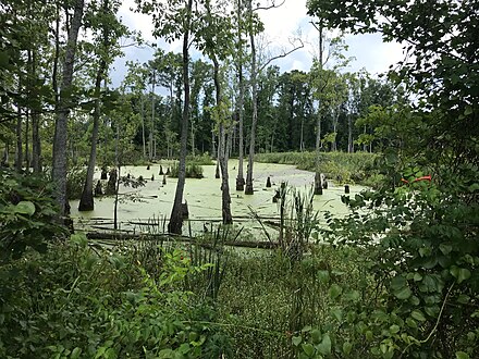 A swamp in rural Richland County