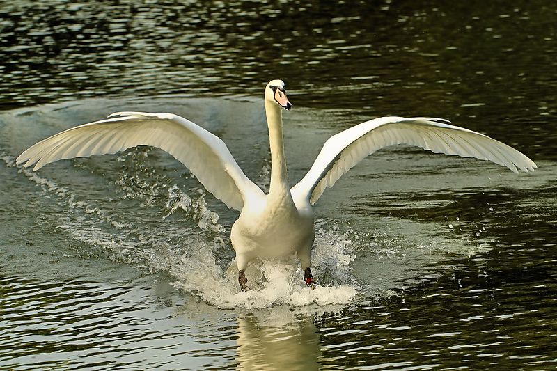 File:Swan - Stanborough Lakes (29256552646).jpg